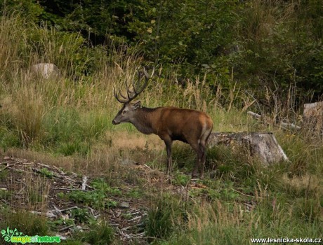 Lesní setkání - Foto Lukáš Málek 0917 (1)