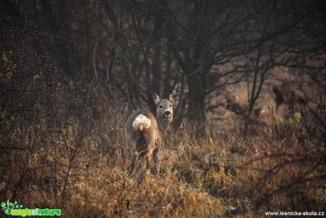 Lesní toulky - Foto Lukáš Zahrádka 1118 (1)