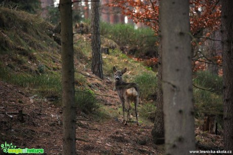 Lesní toulky - Foto Lukáš Zahrádka 1118 (3)