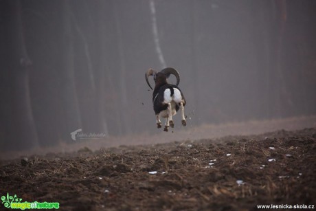 Setkání s muflonem - Foto Lukáš Zahrádka 1118 (1)