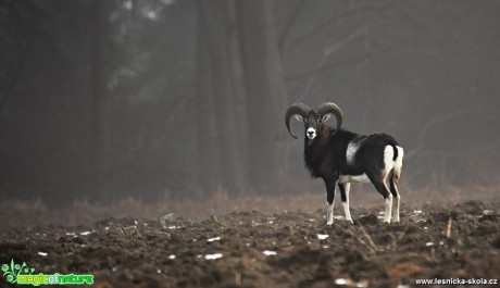 Setkání s muflonem - Foto Lukáš Zahrádka 1118 (2)