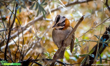 Strnadec ranní - Zonotrichia capensis - Foto Ladislav Hanousek 1118