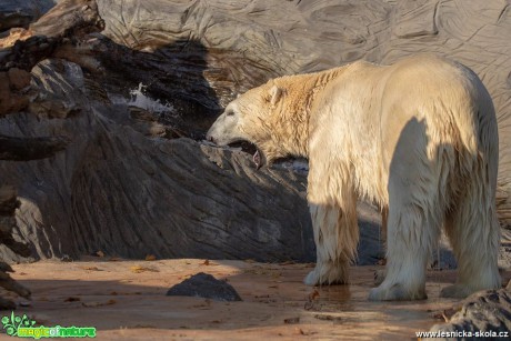 Medvěd lední - ZOO Troja - Foto Jana Vondráčková 1118