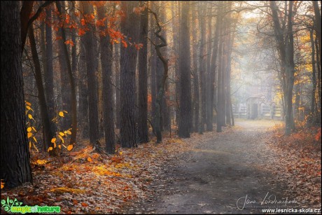 Kersko - lesní zákoutí - Foto Jana Vondráčková 1118