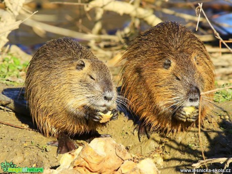 Nutrie říční - Myocastor coypus - Foto Pavel Balazka 1118