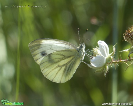 Bělásek řepkový - Pieris napi ♂ - Foto Robert Kopecký 0118