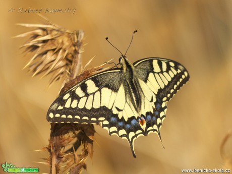 Otakárek fenyklový - Papilio machaon - Foto Robert Kopecký 0118