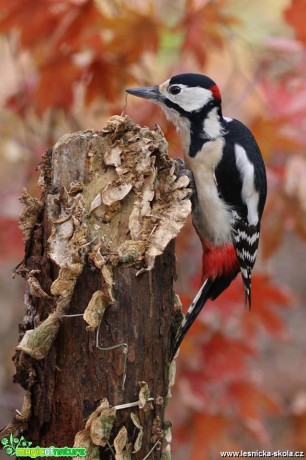 Strakapoud velký (Dendrocopos major - Foto Irena Wenischová 1218 (2)