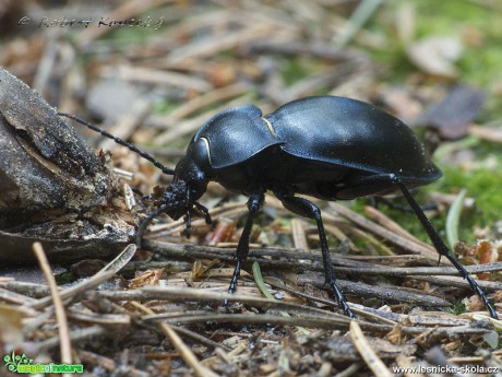 Střevlík hladký - Carabus glabratus - Foto Robert Kopecký 0118