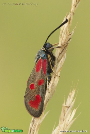 Vřetenuška kozincová - Zygaena loti - Foto Robert Kopecký 0118