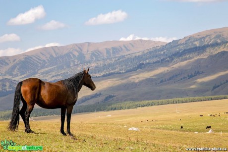 Kůň z Kyrgyzstánu - Foto Jana Vondráčková 0119 (1)