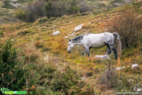 Kůň z Kyrgyzstánu - Foto Jana Vondráčková 0119
