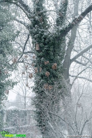 Břečťanové království - Foto Jana Vondráčková 0119