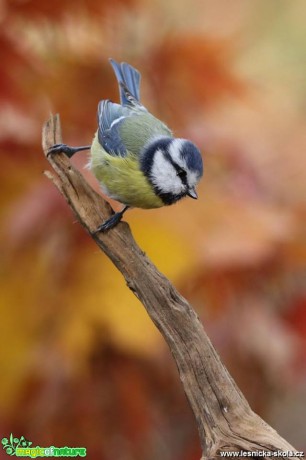 Sýkora modřinka - Cyanistes caeruleus - Foto Irena Wenischová 0119 (1)