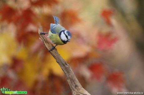 Sýkora modřinka - Cyanistes caeruleus - Foto Irena Wenischová 0119 (4)