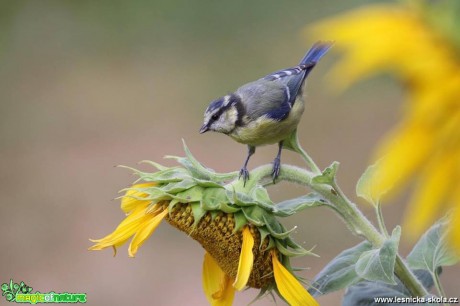 Sýkora modřinka - Cyanistes caeruleus - Foto Irena Wenischová 0119 (6)