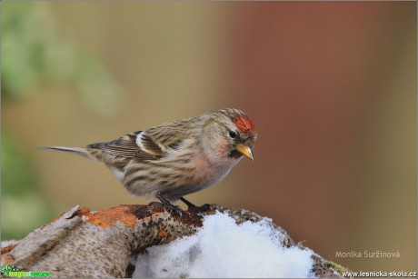 Čečetka zimní - Acanthis flammea - Foto Monika Suržinová 0119 (1)