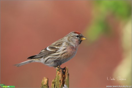 Čečetka zimní - Acanthis flammea - Foto Monika Suržinová 0119 (4)