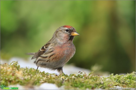 Čečetka zimní - Acanthis flammea - Foto Monika Suržinová 0119 (5)