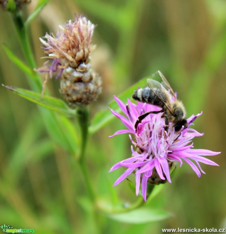 Včela na chrpě - Centaurea jacea - Foto David Procházka