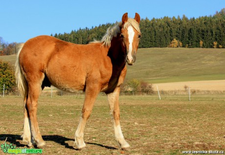 Hříbě - Equus caballus - Foto David Procházka