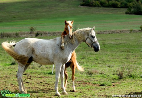 Koně - Equus caballus - Foto David Procházka
