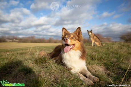 Fotohrátky s pejsky - Foto Jiří Křivánek 0119 (2)