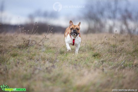 Fotohrátky s pejsky - Foto Jiří Křivánek 0119 (3)