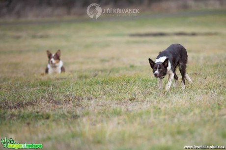 Fotohrátky s pejsky - Foto Jiří Křivánek 0119 (4)