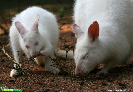 ZOO Lešná u Zlína - Klokan rudokrký - Foto Angelika Špicarová