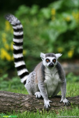ZOO Lešná u Zlína - Lemur kata - Foto Angelika Špicarová