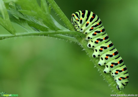Caterpillar - Papilio machaon - Foto Angelika Špicarová