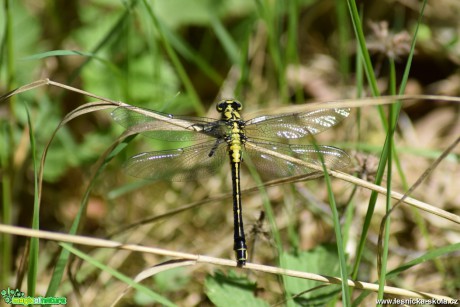 Klínatka obecná - Gomphus vulgatissimus - Foto Marie Žďánská