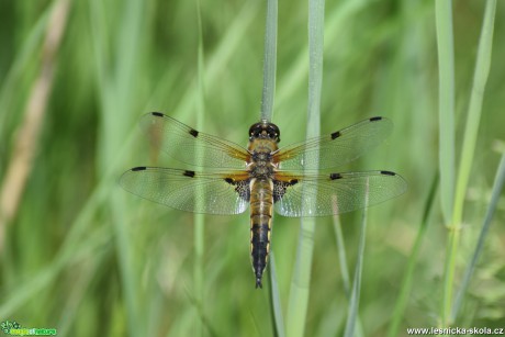 Vážka čtyřskvrnná - Libellula quadrimaculata - Foto Marie Žďánská