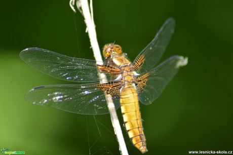 Vážka ploská - Libellula depressa - Foto Marie Žďánská
