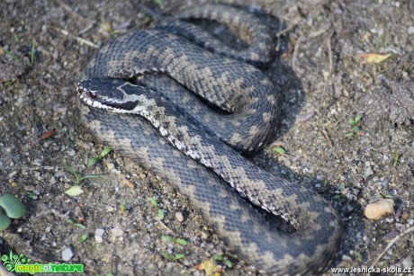 Zmije obecná - Vipera berus - Foto Marie Žďánská (1)