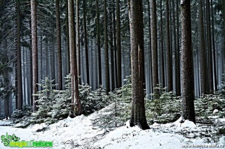 V zimním lese - Foto Lída Burešová 0119 (3)