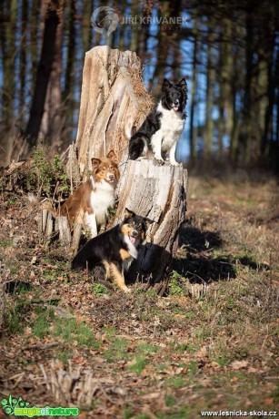 Fotohrátky s pejsky - Foto Jiří Křivánek 0219 (1)