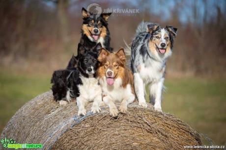 Fotohrátky s pejsky - Foto Jiří Křivánek 0219 (3)