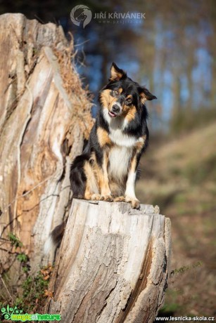 Fotohrátky s pejsky - Foto Jiří Křivánek 0219 (4)