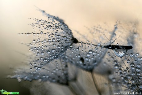 Perličkové lože - Foto Angelika Špicarová