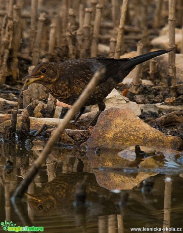 Kos černý - Turdus merula - Foto Zbyněk Tomek 0319