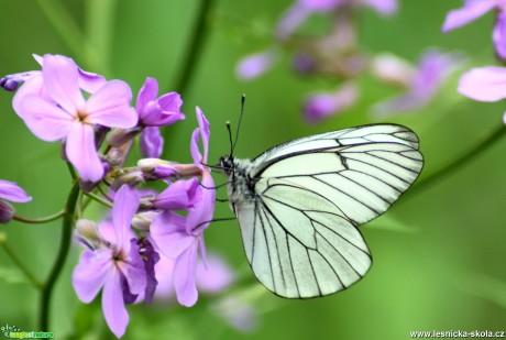 Bělásek ovocný - Aporia crataegi - Foto Marie Žďánská 0319 (1)