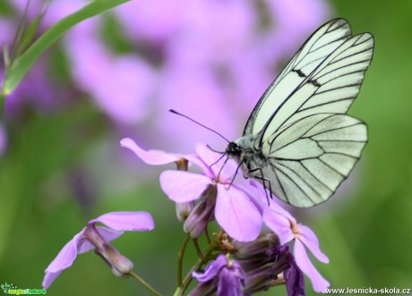 Bělásek ovocný - Aporia crataegi - Foto Marie Žďánská 0319 (2)