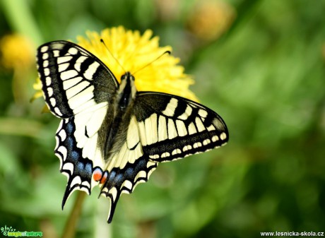 Otakárek fenyklový - Papilio machaon - Foto Marie Žďánská 0319 (1)