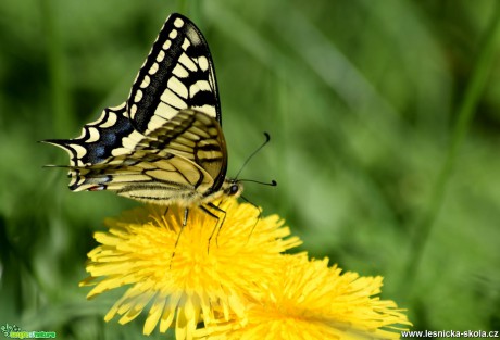 Otakárek fenyklový - Papilio machaon - Foto Marie Žďánská 0319 (2)