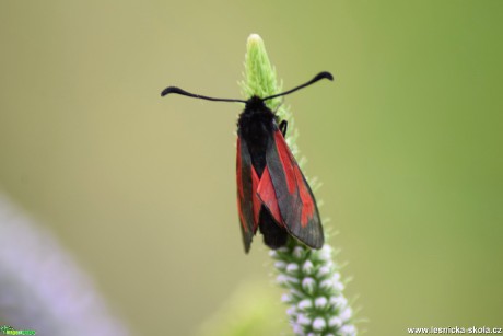 Vřetenuška mateřídoušková - Zygaena purpuralis - Foto Marie Žďánská 0319 (1)