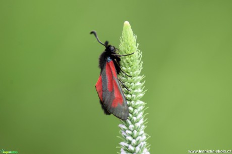 Vřetenuška mateřídoušková - Zygaena purpuralis - Foto Marie Žďánská 0319 (2)