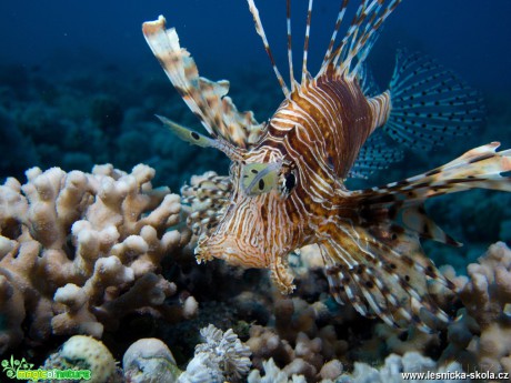 Podmořský život v Rudém moři - Foto Tomáš Kunze 0319 (1)
