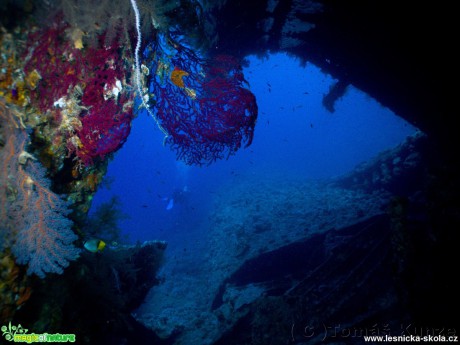 Podmořský život v Rudém moři - Foto Tomáš Kunze 0319 (7)